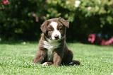 BORDER COLLIE 1235